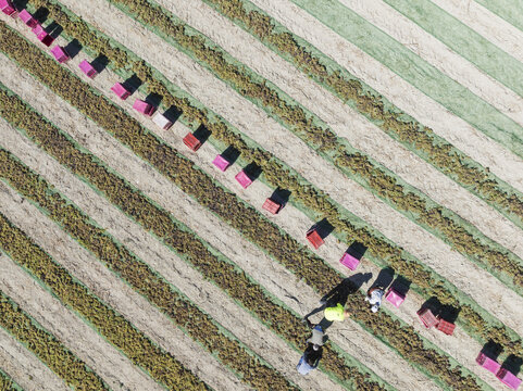 Aerial view of workers among rows of grape vines, marked by pink bins and green netting, create a vibrant geometric pattern in the sunlit fields, Jerez de la Frontera, Andalusia, Spain.