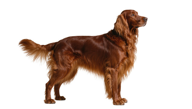 Elegant Irish Setter dog standing proudly, showing off its beautiful flowing reddish-brown coat