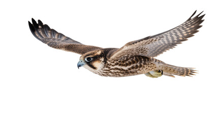 Majestic peregrine falcon in powerful, graceful flight with wings outstretched, studio shot © Trym