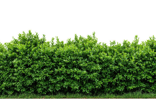 Dense green hedge with grass at the bottom against a black background bush plant