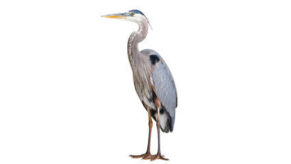 Majestic Great Blue Heron bird standing upright with elegant posture and long neck © Trym