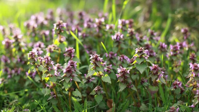 Blooming purple wildflowers (dead-nettle) in a green meadow under soft sunlight. Natural spring background with fresh grass and small blossoms, shallow depth of field and bokeh.
