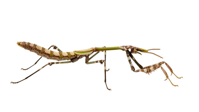 Intricate details of a walking stick insect showcasing its unique evolutionary camouflage
