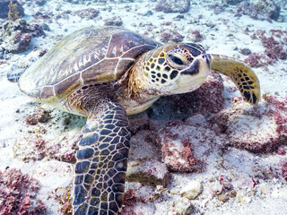 Obraz premium アオウミガメ, ウミガメ科, 英名学名：Green Turtle, Green Sea Turtle, Chelonia mydas, 東京都伊豆諸島式根島-2025式根島は東京都心から南へ160km。 外周12kmの小さな有人島。 温かい黒潮が当たり水温と水質が高い。 また、リアス式の入り組んだ入り江が多く、海水浴や釣りが盛ん。 温泉島としても有名。海際に多くの無料露天風呂がある。