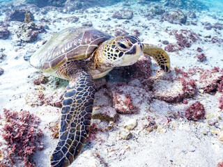 Obraz premium アオウミガメ, ウミガメ科, 英名学名：Green Turtle, Green Sea Turtle, Chelonia mydas, 東京都伊豆諸島式根島-2025式根島は東京都心から南へ160km。 外周12kmの小さな有人島。 温かい黒潮が当たり水温と水質が高い。 また、リアス式の入り組んだ入り江が多く、海水浴や釣りが盛ん。 温泉島としても有名。海際に多くの無料露天風呂がある。