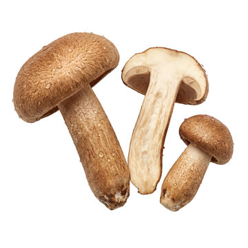 Fresh and organic shiitake mushrooms on a pure white background, showcasing their natural texture and culinary appeal, perfect for healthy cooking ingredients
