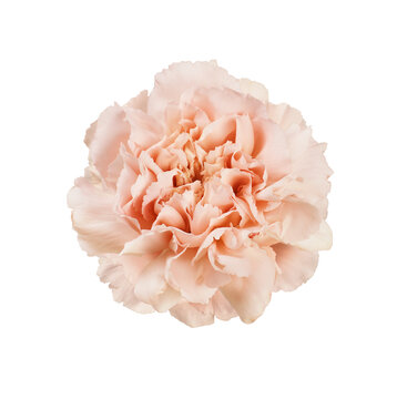 Rosette of cream carnation flower isolated on white or transparent background. Top view.