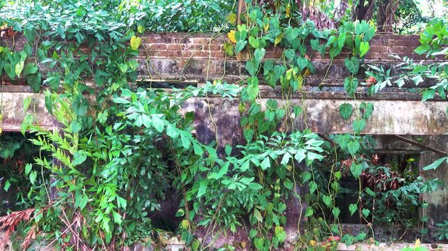 Picturesque ruins. How liana-ferns jungles are destroying abandoned buildings (Epipremnum aureum and Philodendron hederaceum dominate) in the tropical rainforest of the Malay Peninsula, Malaysia.