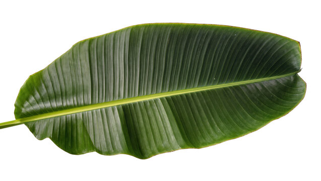 Vibrant green banana leaf showing detailed texture and venation for natural design elements
