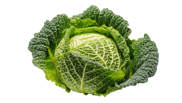 Fresh green savoy cabbage with textured crinkled leaves, a vibrant and healthy organic vegetable