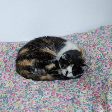 Chat roul&eacute; en boule et dormant sur le lit