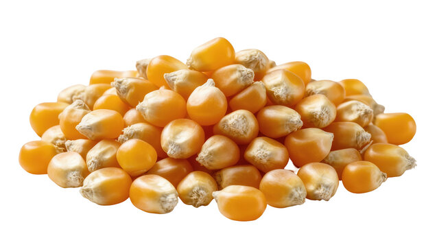 Close-up view of a heap of dry raw yellow corn kernels ready for popping or planting