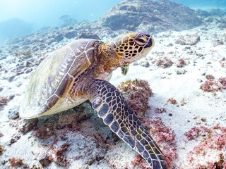 Obraz premium アオウミガメ, ウミガメ科, 英名学名：Green Turtle, Green Sea Turtle, Chelonia mydas, 東京都伊豆諸島式根島-2025式根島は東京都心から南へ160km。 外周12kmの小さな有人島。 温かい黒潮が当たり水温と水質が高い。 また、リアス式の入り組んだ入り江が多く、海水浴や釣りが盛ん。 温泉島としても有名。海際に多くの無料露天風呂がある。
