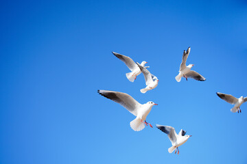 Obraz premium Seagulls in Flight Against a Clear Blue Sky