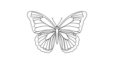 Delicate line drawing of a butterfly with spread wings on a white background © STwul