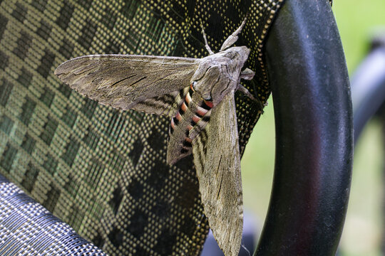 Close up of Night butterfly Agrius convolvuli with intricate wing patterns rests on   woven outdoor chair, its delicate antennae extended and legs gripping fabric