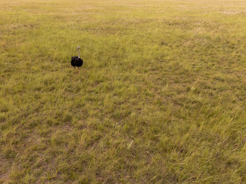 Aerial view of an ostrich standing amidst a field of golden and green grass, its dark feathers contrasting against the lighter tones of the landscape, Bloemfontein, Free State, South Africa.