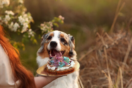 Happy Australian Shepherd dog eating a birthday cake from a hand in a blooming garden at sunset. Joyful merle aussie pet celebrating outdoors. Beautiful animal portrait. Loving interaction