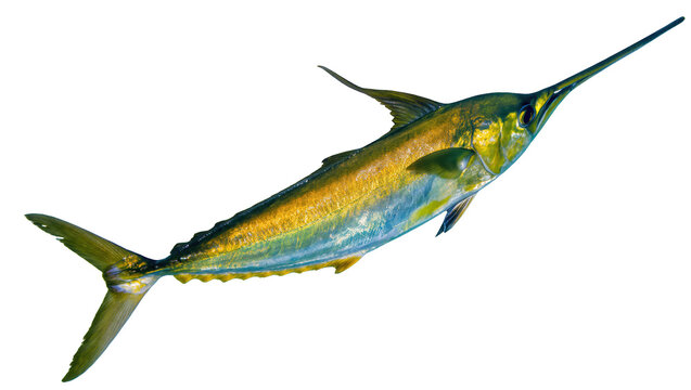 Striking blue and gold swordfish with a distinctive bill in a dynamic ocean pose