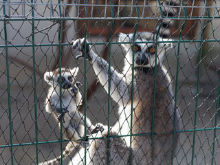 Fototapeta premium Ring-tailed lemur mother with baby (Lemur catta) on fence in outdoor enclosure with copy space. Concept of motherhood, care, zoo, family, social media.