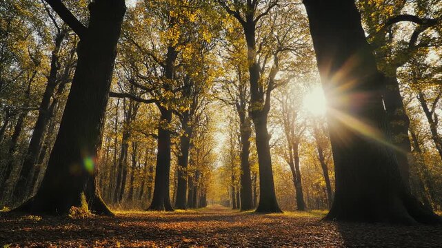 Cinematic close to ground shot forest path lined tall oaks light streaming softly through branches