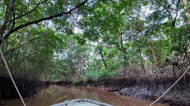 Boat trip on the Igarape do Urubu River, Delta das Americas, Ilha das Canarias, Brazil. Amazon Rainforest. South America