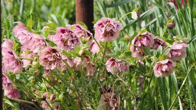 Double pink hellebore with spots. in an English country garden