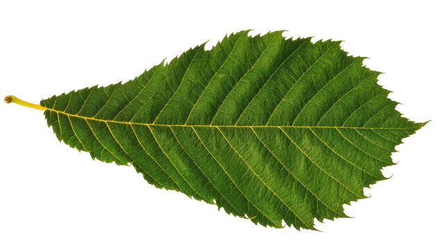 Vibrant green leaf showing detailed venation and serrated edges, fresh nature element.