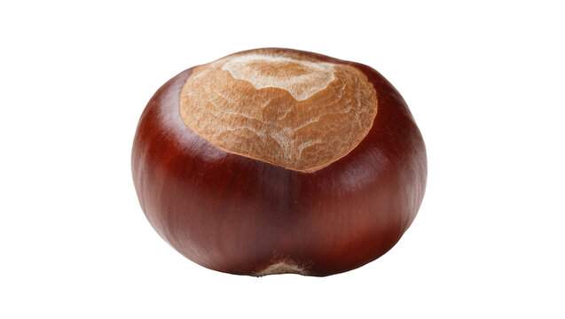 Perfectly ripe glossy horse chestnut nut, also known as conker, a symbol of autumn