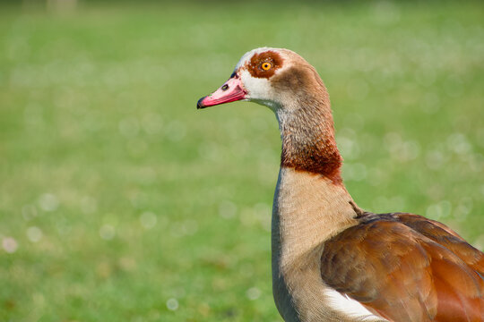 Egyptian goose portrait in profile on green background