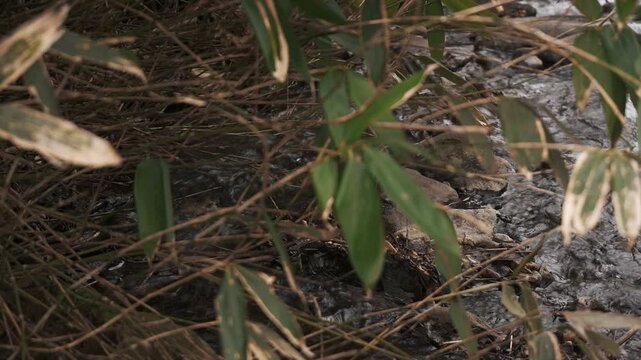 冬枯れの森と笹のの中を流れる渓流風景