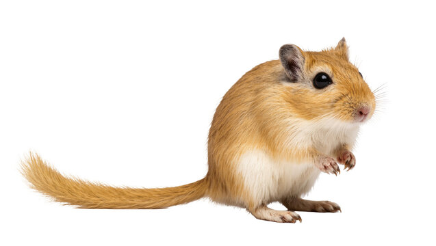 Adorable fluffy gerbil, a small pet rodent, standing upright with curious expression