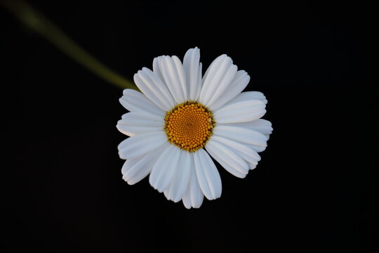 White pyrethrum flower isolated on black background, minimal botanical macro