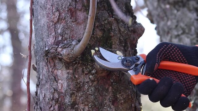 Gardener trims excess branches and shoots with secateurs. Close-up of a hand in a protective glove holding a secateur. The process of pruning a tree in the garden, close-up. Work in the park