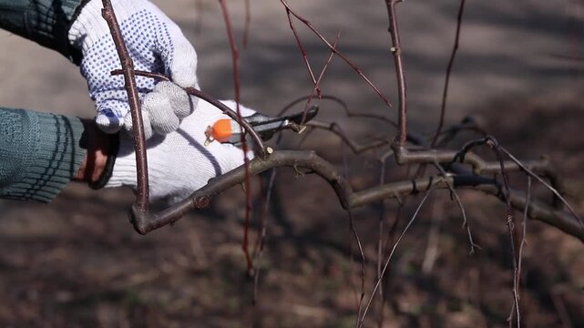 Gardener trims excess branches and shoots with secateurs. Close-up of a hand in a protective glove holding a secateur. The process of pruning a tree in the garden, close-up. Work in the park