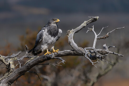 Black-chested Buzzard-Eagle (Geranoaetus melanoleucus) Perched on Leafless Branch in Natural Habitat. Patagonia Chili.                   