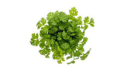 Obraz premium Lush fresh vibrant green cilantro leaves, a popular aromatic herb for cooking and garnish