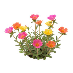 Naklejka premium Vibrant Portulaca Flowers in Various Colors Blooming in a Garden Setting