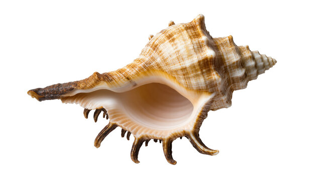 Stunning intricate tropical spider conch seashell with spiny projections and spiral patterns