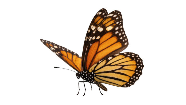Colorful monarch butterfly spreading its elegant orange and black wings, close up detail