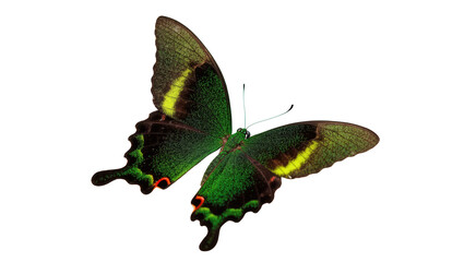 Detailed view of a beautiful emerald green tropical butterfly with iridescent wings spreading © Rowan