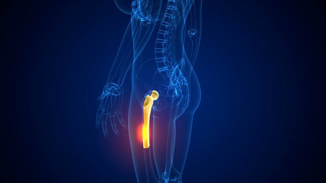 Hip bone anatomy. 3d illustrations