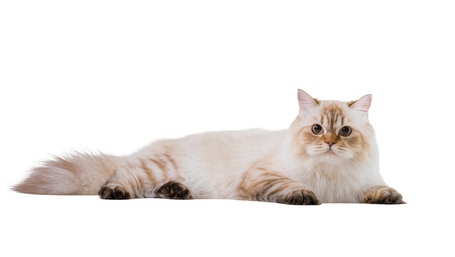 Lovely fluffy cream and ginger colorpoint cat lying down, alert and looking forward