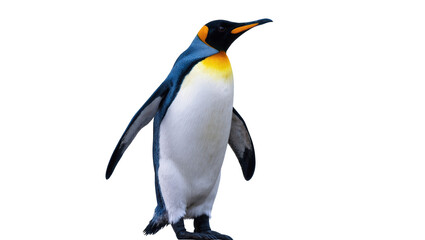 Majestic King Penguin standing tall, showcasing its striking colors and elegant posture © Rowan
