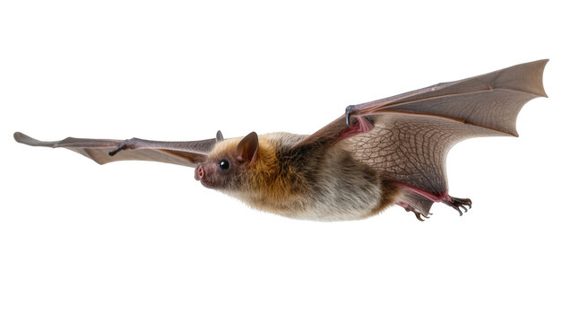 Captivating brown bat in full flight with outstretched wings against a clean backdrop