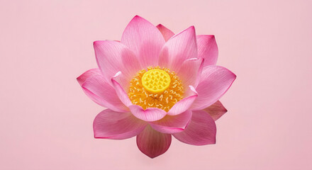 Obraz premium Pink lotus flower blooming on pastel pink background, Nelumbo nucifera botanical photography