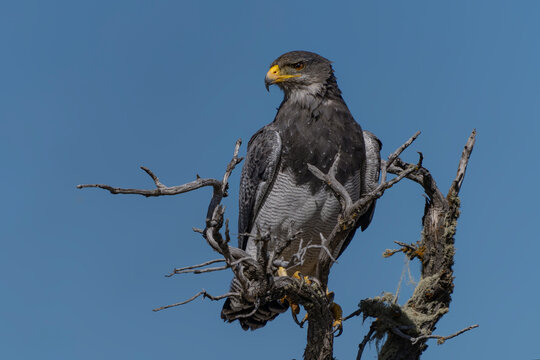 Black-chested Buzzard-Eagle (Geranoaetus melanoleucus) Perched on Leafless Branch in Natural Habitat. Blue sky background. Patagonia Chili.                   
