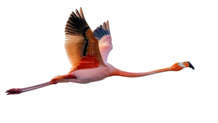 Fotobehang Flamingo Graceful American flamingo flying with wings spread, showcasing vibrant pink and orange plumage  © Rowan