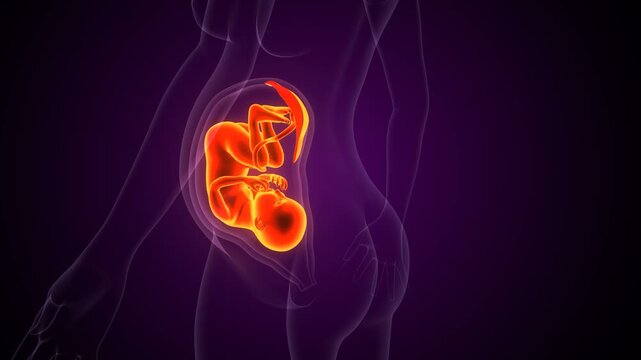 Baby embryo anatomy. 3d illustrations