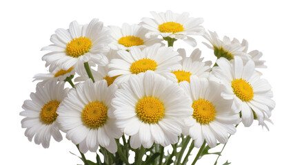 Fototapeta premium Close-up view of fresh white daisy flowers with yellow centers grouped together beautifully